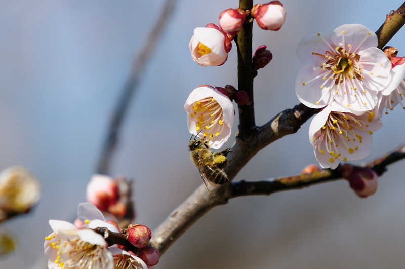 【初春】梅とミツバチ