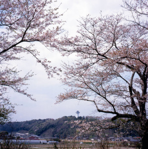 喜連川の桜