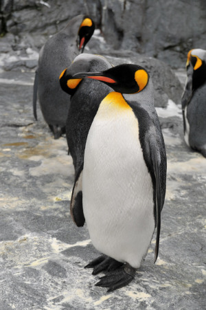 旭山のペンギンさん