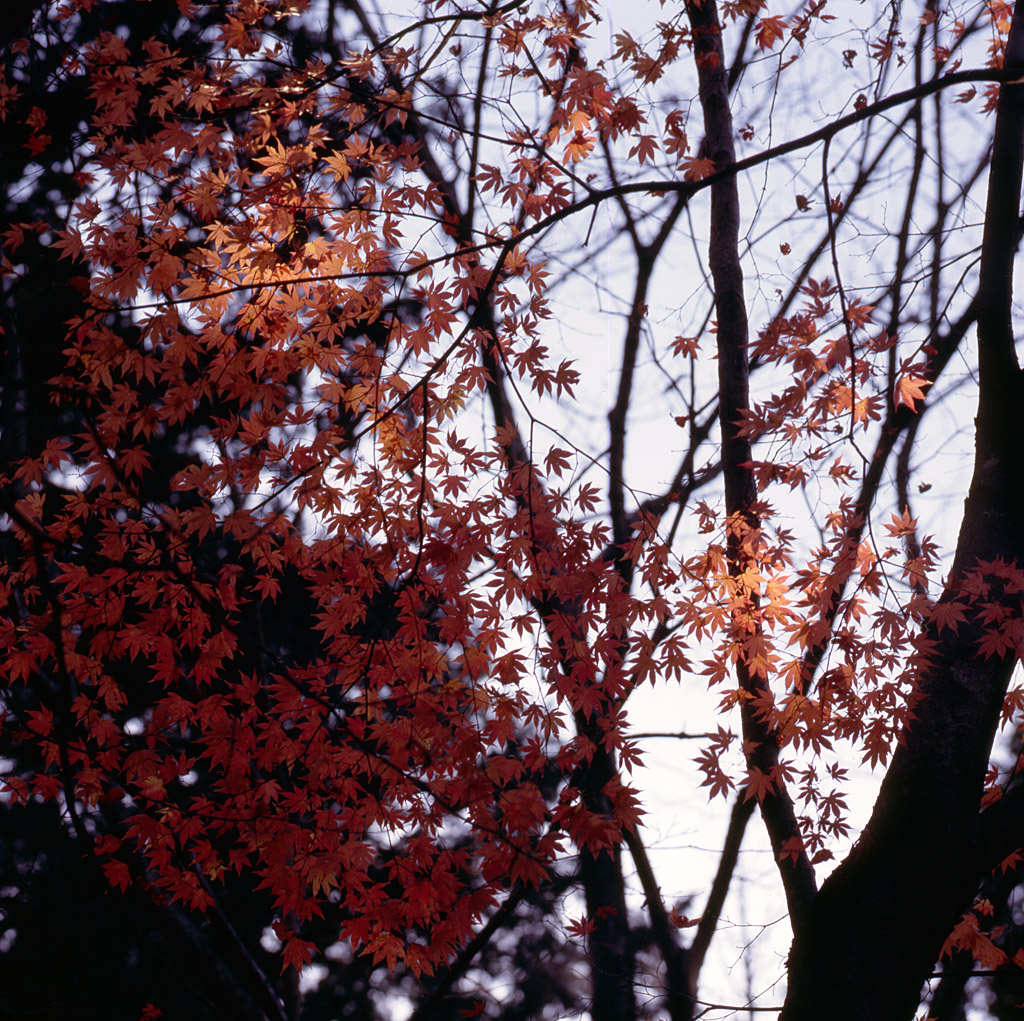2009年の紅葉