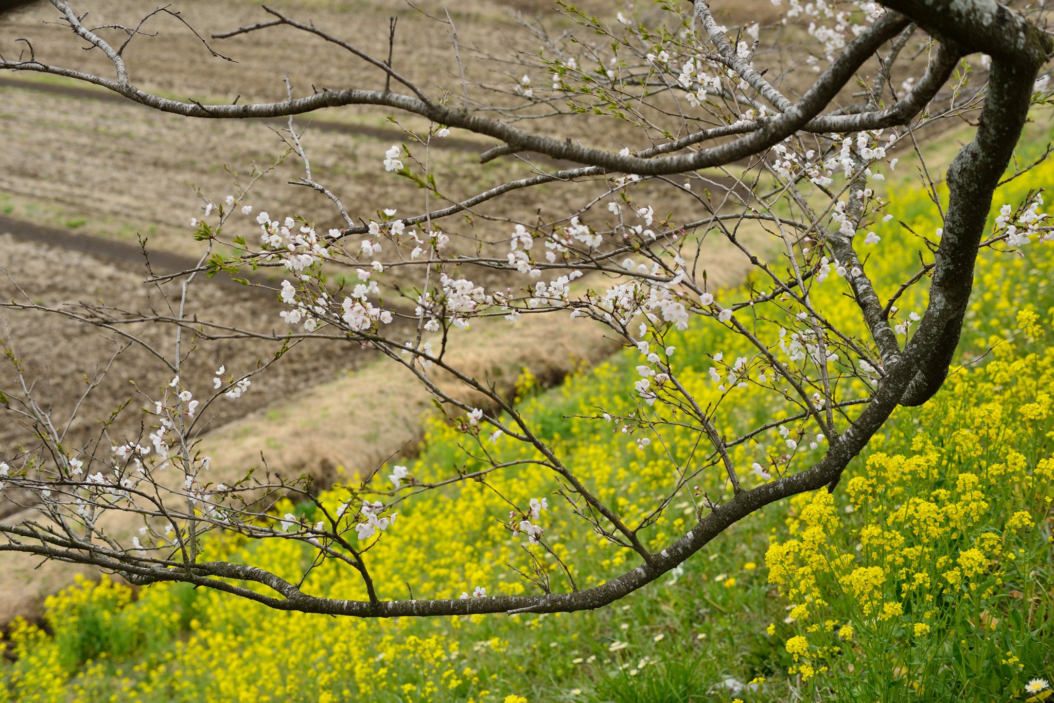 桜と菜の花
