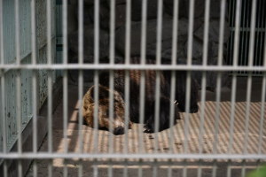 ヒグマさん