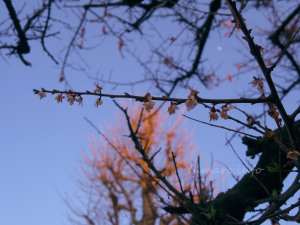 早咲きの桜は散りかけ