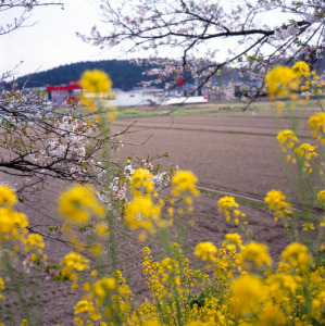 喜連川の桜2