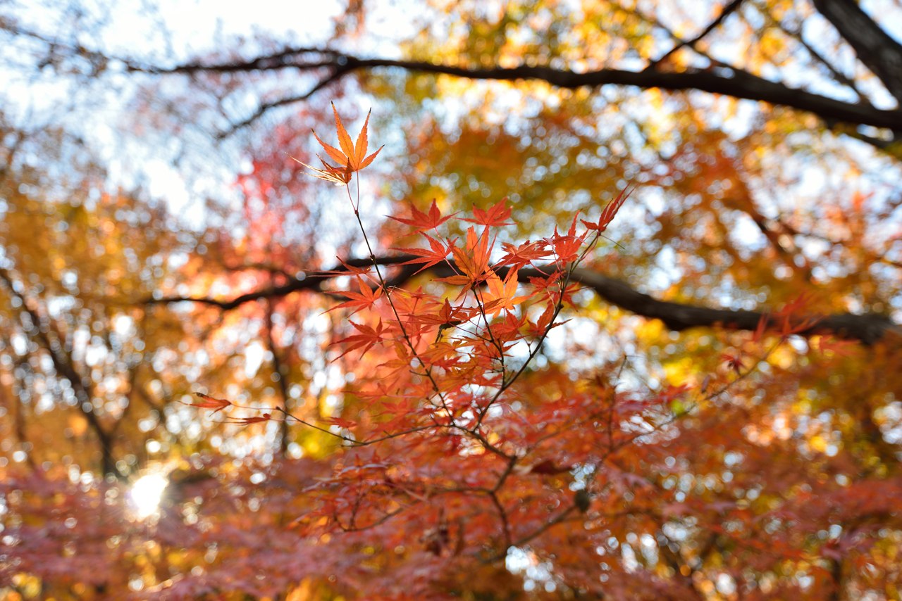 AF-S NIKKOR 16-35mm f/4G ED VR　絞り開放の作例