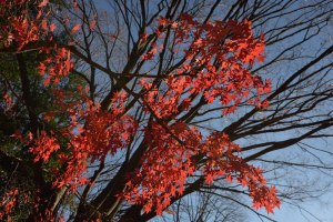 色乗りが良いので、露出は落としたほうがよいかも