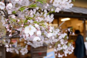 【4月29日】江差の桜